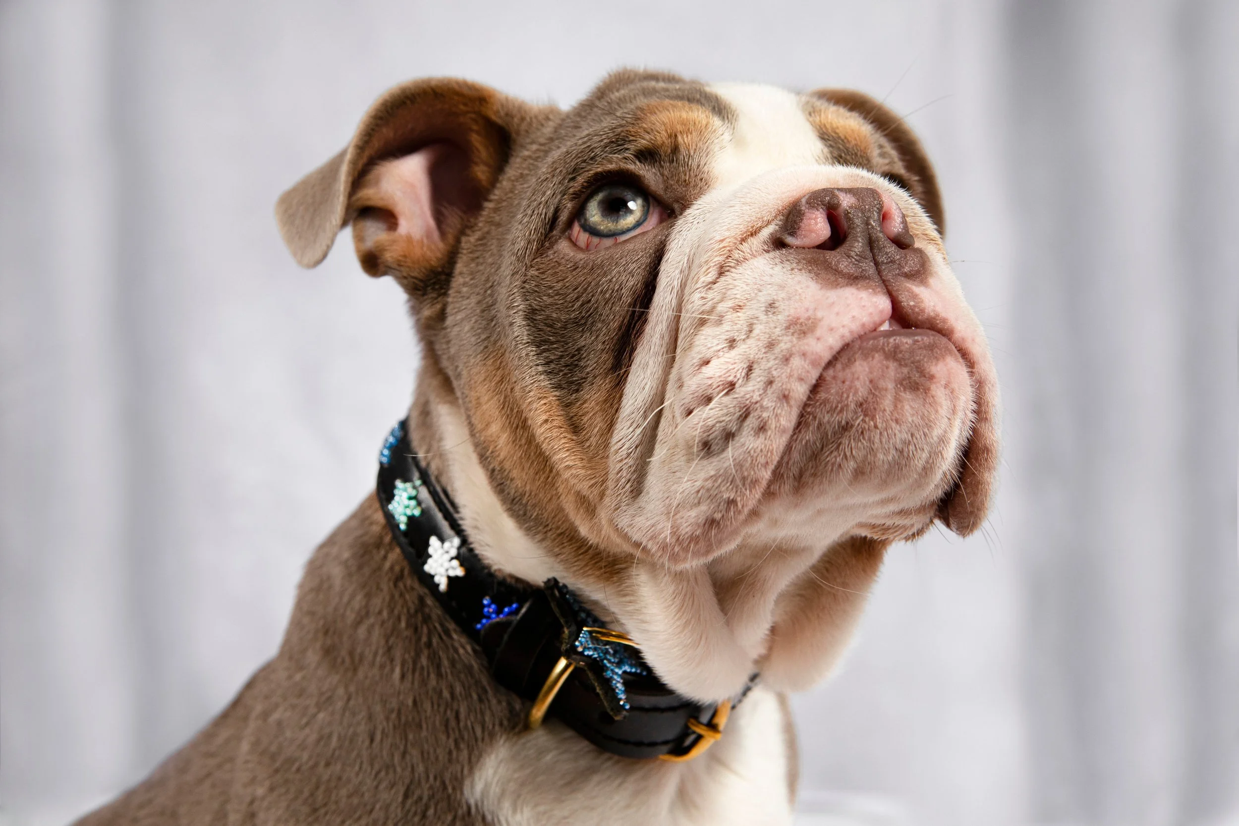 Bailey & Bellini | Leather Pet Collar & Leashes